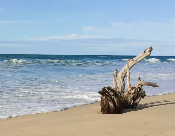 Une souche de bois flotté déposé sur la plage par l'océan Atlantique dans les Landes